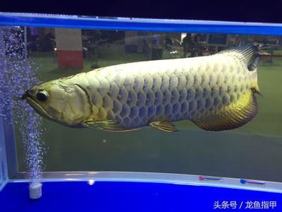 龍魚網(wǎng)上買還是實(shí)體店買：龍魚網(wǎng)購注意事項(xiàng),龍魚運(yùn)輸風(fēng)險(xiǎn)及對(duì)策,如何辨別龍魚健康狀況