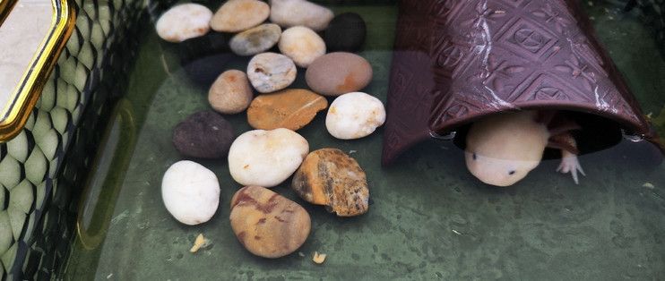 六角恐龍魚(yú)糧推薦：六角恐龍魚(yú)飼料保存技巧六角恐龍魚(yú)飼料保存技巧 龍魚(yú)百科 第3張