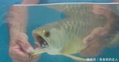 龍魚(yú)幾天不吃：關(guān)于龍魚(yú)不吃食的詳細(xì)信息 龍魚(yú)百科 第3張