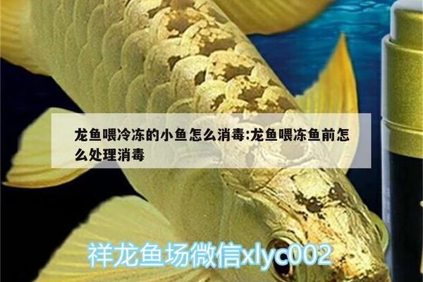 龍魚喂冰凍小魚有風(fēng)險(xiǎn)嗎vs祥龍魚場(chǎng)：如何解凍龍魚飼料 vs祥龍魚場(chǎng) 第4張