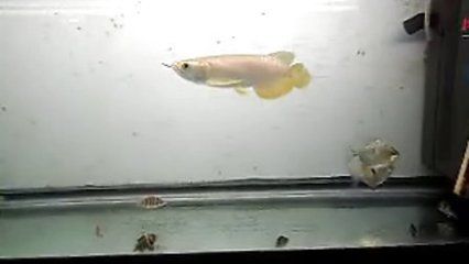 銀板魚繁殖飼料中添加物選擇：探索銀板魚繁殖飼料的添加物的科學(xué)選擇銀板魚繁殖飼料配方 龍魚百科 第2張