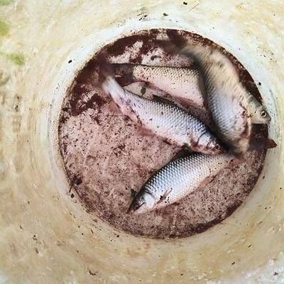 銀板魚繁殖飼料中添加物選擇：探索銀板魚繁殖飼料的添加物的科學(xué)選擇銀板魚繁殖飼料配方 龍魚百科 第5張