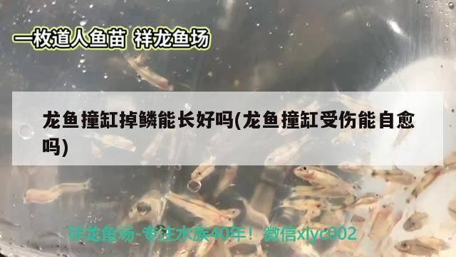 龍魚鱗片撞掉了能長出來么vs祥龍魚場：祥龍魚鱗片脫落原因如何預(yù)防龍魚鱗片脫落后的護(hù)理 vs祥龍魚場 第1張