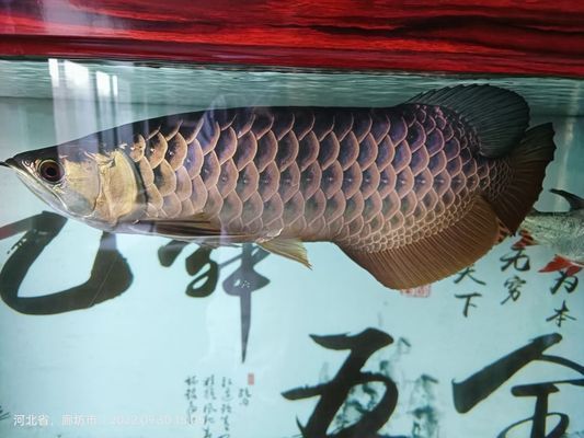 龍魚(yú)趴缸底是什么病因造成的vs祥龍魚(yú)場(chǎng)：祥龍魚(yú)場(chǎng)龍魚(yú)健康狀況改善 vs祥龍魚(yú)場(chǎng) 第3張