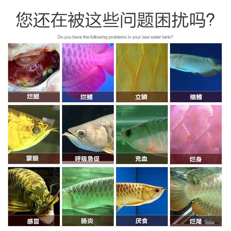 龍魚爛鰭爛尾用什么藥治療vs祥龍魚場：祥龍魚場的龍魚品種介紹 vs祥龍魚場 第4張