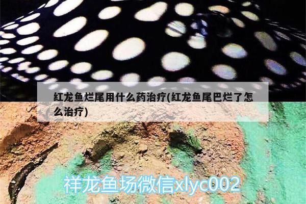 龍魚尾巴爛了用什么藥vs祥龍魚場(chǎng)：治療龍魚爛尾的藥物推薦 vs祥龍魚場(chǎng) 第3張