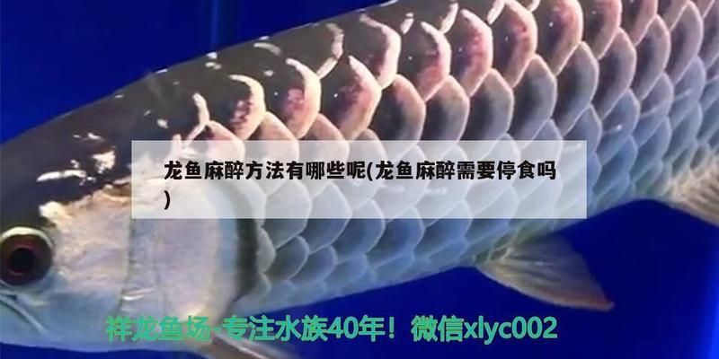 龍魚麻醉方法vs祥龍魚場：祥龍魚場分享龍魚麻醉技術(shù) vs祥龍魚場 第5張