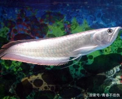 龍魚蒙眼爛尾：龍魚蒙眼爛尾的原因及其治療方法 龍魚百科 第1張