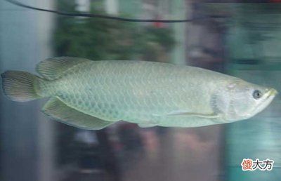 銀龍魚(yú)水溫多少合適放開(kāi)水行嗎：銀龍魚(yú)水溫驟降急救措施銀龍魚(yú)水溫驟降急救措施 龍魚(yú)百科 第2張