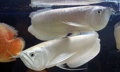 銀龍魚(yú)水溫多少合適放開(kāi)水行嗎：銀龍魚(yú)水溫驟降急救措施銀龍魚(yú)水溫驟降急救措施 龍魚(yú)百科 第5張