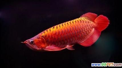 龍魚寄生蟲有什么表現(xiàn)vs祥龍魚場(chǎng)：祥龍魚場(chǎng)的龍魚品種介紹 vs祥龍魚場(chǎng) 第4張