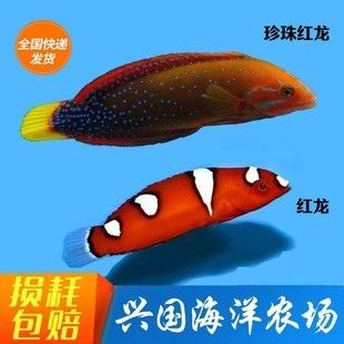 海水紅龍魚鉆沙：海水紅龍魚的鉆沙行為及其對水質(zhì)和環(huán)境潛在影響，海水紅龍魚飼養(yǎng)要點 龍魚百科 第1張