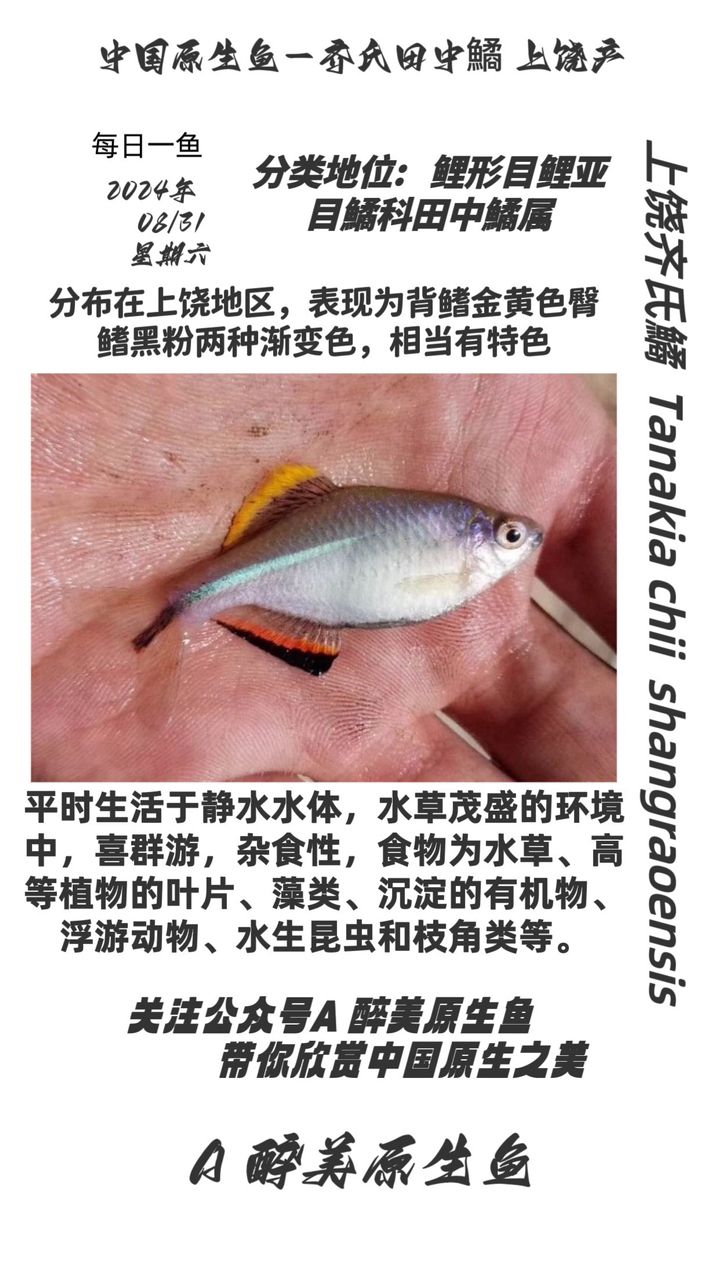 上饒齊氏鱊：探秘江西上饒的齊氏[需手動填充] 觀賞魚論壇