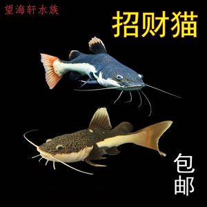 龍魚底層魚配什么：適合與龍魚混養(yǎng)的底層魚 龍魚百科 第1張