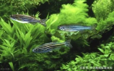 斑馬魚混養(yǎng)效果評(píng)估：斑馬魚混養(yǎng)對(duì)水質(zhì)要求 龍魚百科 第4張