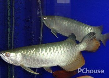 龍魚豎著游為什么：龍魚為什么會(huì)豎著游 龍魚百科 第2張