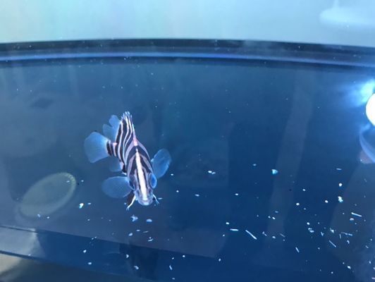 鷹潭龍魚vs鷹潭水族批發(fā)市場vs鷹潭水族館vs鷹潭魚缸批發(fā)市場vs祥龍魚場：鷹潭水族批發(fā)市場、魚缸批發(fā)市場和祥龍魚場的詳細信息