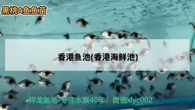 西寧龍魚vs西寧水族批發(fā)市場(chǎng)vs西寧水族館vs西寧魚缸批發(fā)市場(chǎng)vs祥龍魚場(chǎng)：西寧水族批發(fā)市場(chǎng)