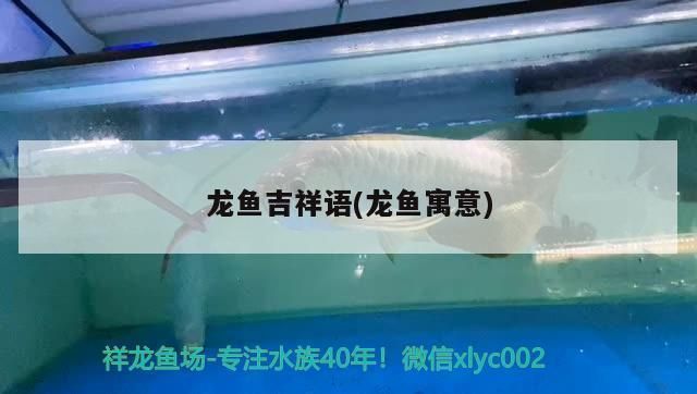 龍魚的吉祥語言怎么說：金龍魚擺件的選購技巧 龍魚百科 第3張