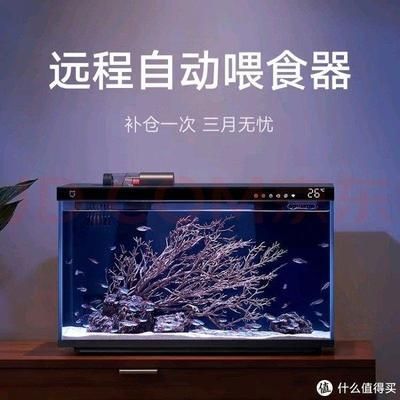 水族箱內(nèi)魚類布局技巧：水族箱內(nèi)魚類的布局技巧 龍魚百科 第1張