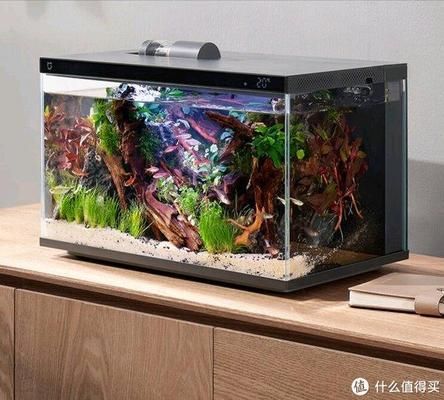 水族箱內(nèi)魚類布局技巧：水族箱內(nèi)魚類的布局技巧 龍魚百科 第3張