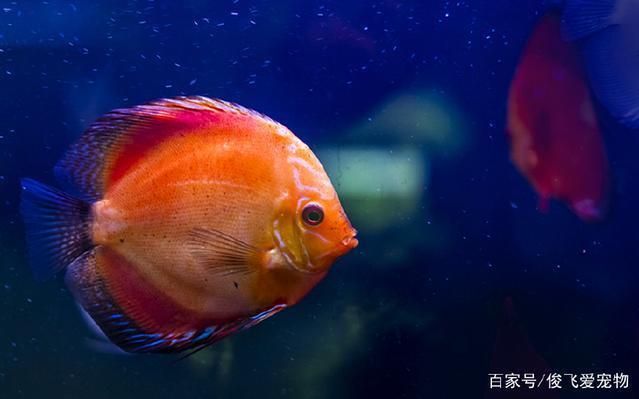 水族箱內(nèi)魚類布局技巧：水族箱內(nèi)魚類的布局技巧 龍魚百科 第4張