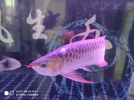 三門峽龍魚vs三門峽水族批發(fā)市場vs三門峽水族館vs三門峽魚缸批發(fā)市場vs祥龍魚場：三門峽地區(qū)的龍魚養(yǎng)殖市場 祥龍魚場各市分站 第4張