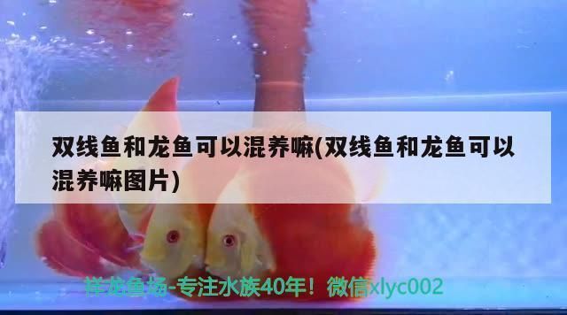 龍魚可以和雙線魚一起養(yǎng)嗎？：龍魚與雙線魚能否共同飼養(yǎng)，取決于多種因素， 龍魚百科 第5張