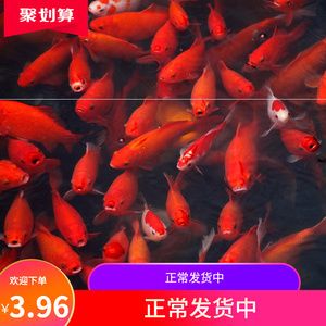 龍鳳鯉魚市場價格波動原因：如何降低龍鳳鯉魚養(yǎng)殖成本 龍魚百科 第1張