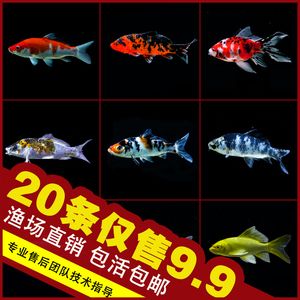 龍鳳鯉魚市場價格波動原因：如何降低龍鳳鯉魚養(yǎng)殖成本 龍魚百科 第3張