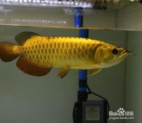 龍魚(yú)燈的安裝位置圖：如何正確安裝龍魚(yú)燈 水族問(wèn)答 第2張