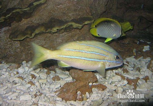 龍魚(yú)燈的選擇方法圖解：如何選擇一個(gè)適合自己的龍魚(yú)燈 水族問(wèn)答