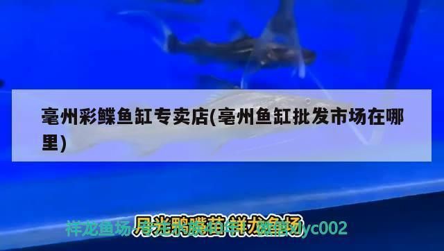 毫州龍魚(yú)vs毫州水族批發(fā)市場(chǎng)vs毫州水族館vs毫州魚(yú)缸批發(fā)市場(chǎng)vs祥龍魚(yú)場(chǎng)：毫州龍魚(yú)、水族批發(fā)市場(chǎng)以及祥龍魚(yú)場(chǎng) 祥龍魚(yú)場(chǎng)各市分站 第2張