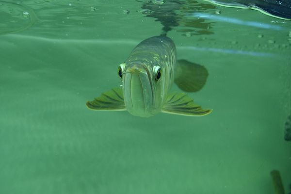 龍魚(yú)箭蟲(chóng)最怕三種東西vs祥龍魚(yú)場(chǎng)：如何防治龍魚(yú)箭蟲(chóng) vs祥龍魚(yú)場(chǎng) 第5張