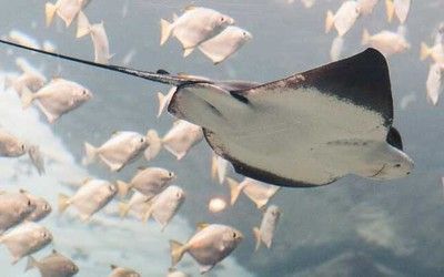 臨夏州龍魚vs臨夏州水族批發(fā)市場vs臨夏州水族館vs臨夏州魚缸批發(fā)市場vs祥龍魚場：臨夏州水族批發(fā)市場 祥龍魚場各市分站 第5張