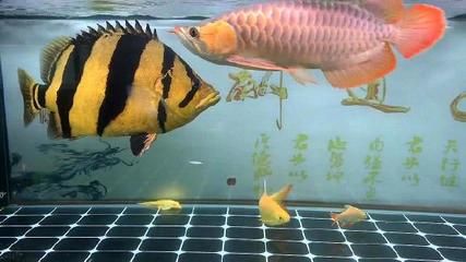 益陽龍魚vs益陽水族批發(fā)市場vs益陽水族館vs益陽魚缸批發(fā)市場vs祥龍魚場：益陽龍魚、益陽水族批發(fā)市場、益陽魚缸批發(fā)市場及祥龍魚場特色品種介紹 祥龍魚場各市分站 第4張