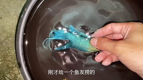 雷龍魚增色飼料自制方法：雷龍魚增色飼料的自制方法 龍魚百科 第1張