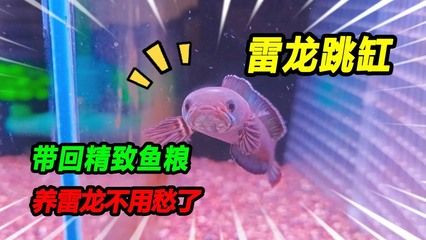 雷龍魚增色飼料自制方法：雷龍魚增色飼料的自制方法 龍魚百科 第3張