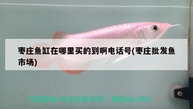 棗莊龍魚vs棗莊水族批發(fā)市場vs棗莊水族館vs棗莊魚缸批發(fā)市場vs祥龍魚場：棗莊龍魚與水族市場競爭激烈 祥龍魚場各市分站 第1張