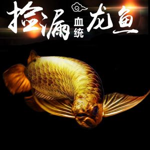 龍魚是不是風水魚：龍魚在風水中具有招財進寶和鎮(zhèn)宅辟邪的作用是一種吉祥的風水魚 龍魚百科 第5張