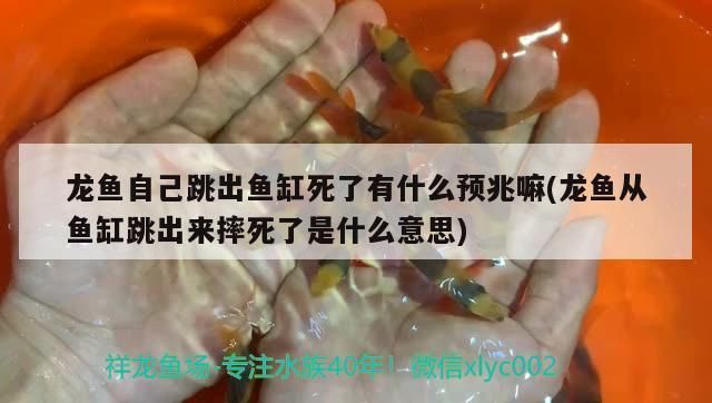 龍魚摔了一下就死了vs祥龍魚場(chǎng)：龍魚摔了一下就死了vs祥龍魚場(chǎng)的信譽(yù)評(píng)價(jià)如何正確飼養(yǎng)龍魚