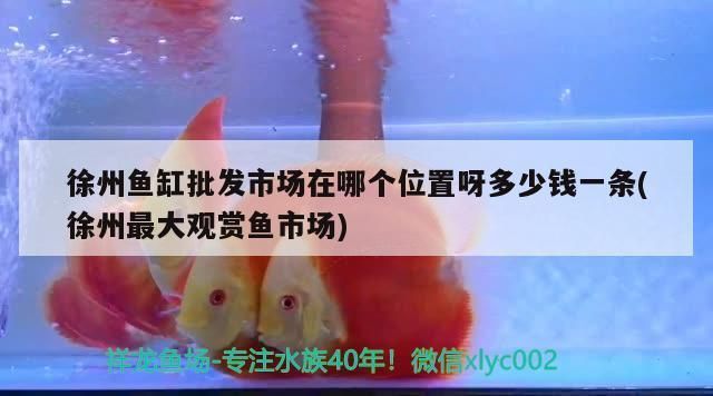 徐州龍魚vs徐州水族批發(fā)市場vs徐州水族館vs徐州魚缸批發(fā)市場vs祥龍魚場：徐州水族批發(fā)市場 祥龍魚場各市分站 第2張