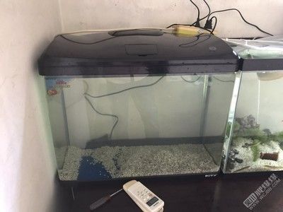 龍魚換缸怎么換vs祥龍魚場：龍魚換缸最佳時機 vs祥龍魚場 第1張