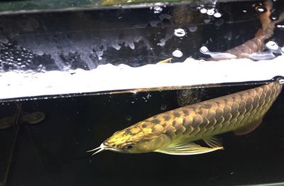 龍魚(yú)怎樣麻醉最好：龍魚(yú)麻醉處理方法 龍魚(yú)百科 第3張