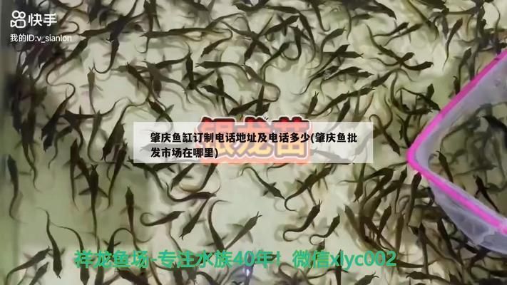 肇慶龍魚vs肇慶水族批發(fā)市場vs肇慶水族館vs肇慶魚缸批發(fā)市場vs祥龍魚場：肇慶魚缸批發(fā)市場價格 祥龍魚場各市分站 第1張