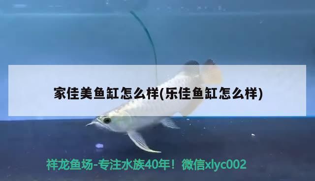 昆明龍魚vs昆明水族批發(fā)市場vs昆明水族館vs昆明魚缸批發(fā)市場vs祥龍魚場：昆明地區(qū)的水族市場 祥龍魚場各市分站 第4張