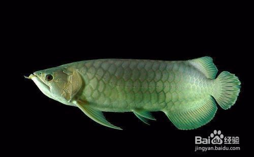 龍魚水質ph6.0vs祥龍魚場：祥龍魚場水質管理方法如何調整魚缸水的ph值 vs祥龍魚場 第5張