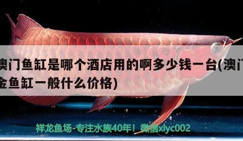 澳門龍魚vs澳門水族批發(fā)市場vs澳門水族館vs澳門魚缸批發(fā)市場vs祥龍魚場：澳門水族批發(fā)市場