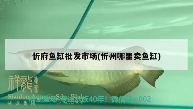 忻州龍魚vs忻州水族批發(fā)市場vs忻州水族館vs忻州魚缸批發(fā)市場vs祥龍魚場：忻州水族批發(fā)市場 祥龍魚場各市分站 第3張