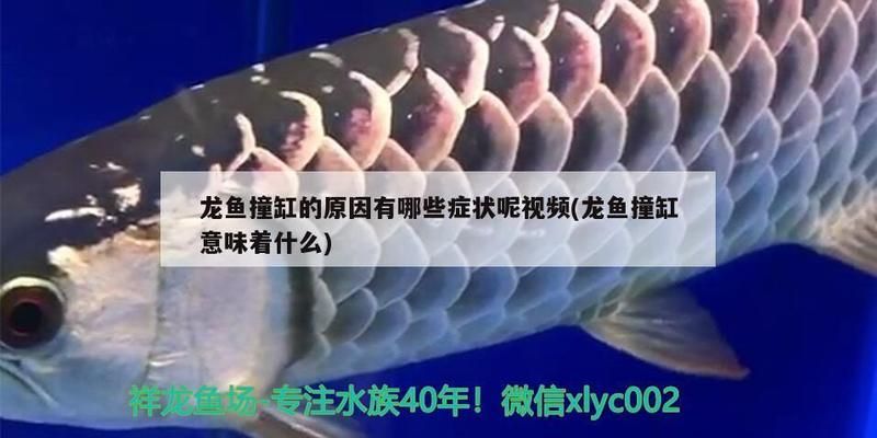 龍魚經(jīng)常撞缸什么原因vs祥龍魚場：龍魚撞缸的原因及解決方案